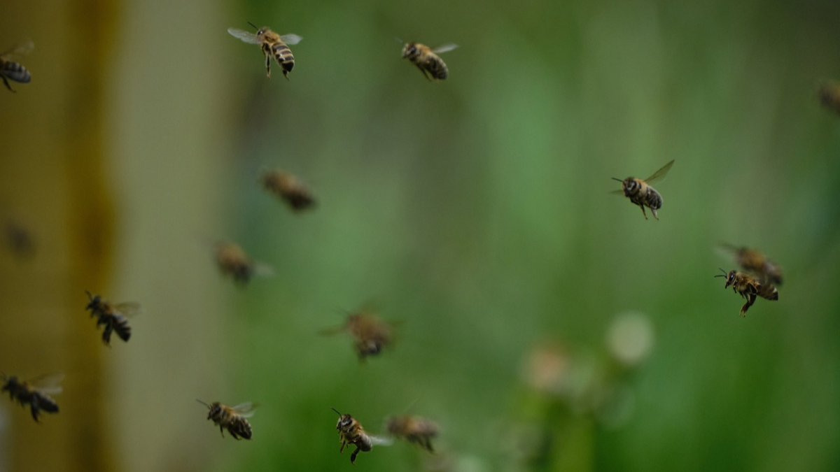 Bees flying with blurred grass background. Image by Cosmin Nedelcu from Pixabay. Link to image source:https://pixabay.com/users/ncsmnd-18882607/?utm_source=link-attribution&utm_medium=referral&utm_campaign=image&utm_content=6615607