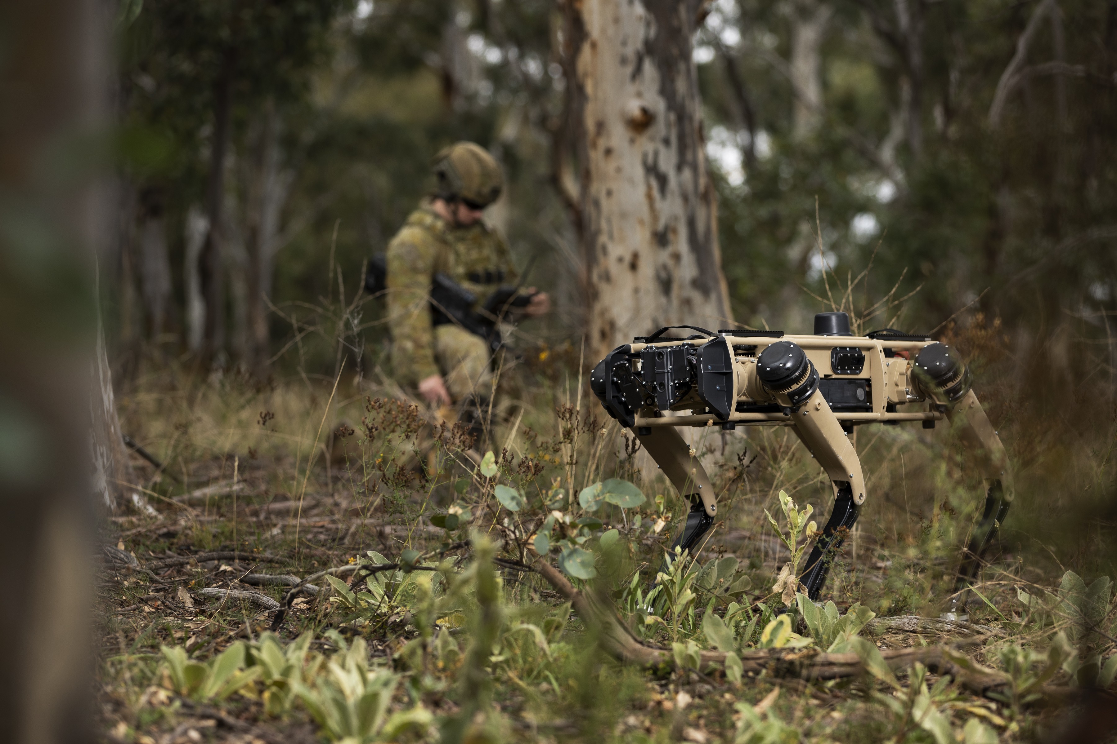 Australian Army soldier Corporal Meg Reeves uses a Ghost Robotics quadruped robot for a reconnaissance task at Mount Pleasant, Canberra.