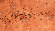 Black ants marching across red dirt.