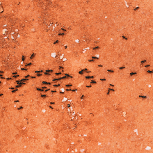 Black ants marching across red dirt.