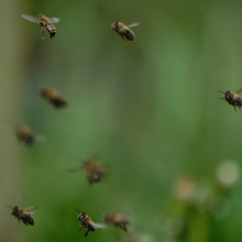 Bees flying with blurred grass background. Image by Cosmin Nedelcu from Pixabay. Link to image source:https://pixabay.com/users/ncsmnd-18882607/?utm_source=link-attribution&utm_medium=referral&utm_campaign=image&utm_content=6615607